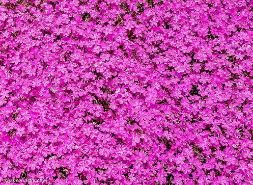 Pink flower bed Picture