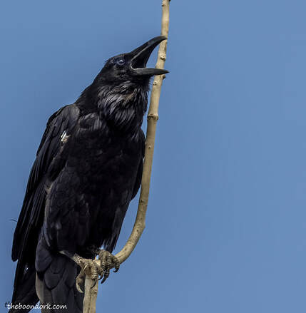 Colorado Raven Picture