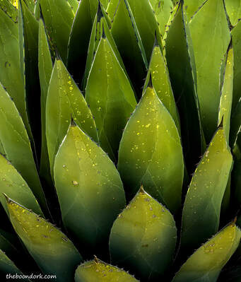 Agave Picture
