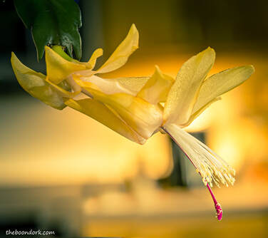Christmas cactus Picture