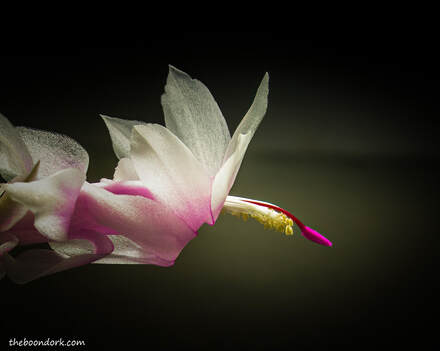 Christmas cactus flower Picture