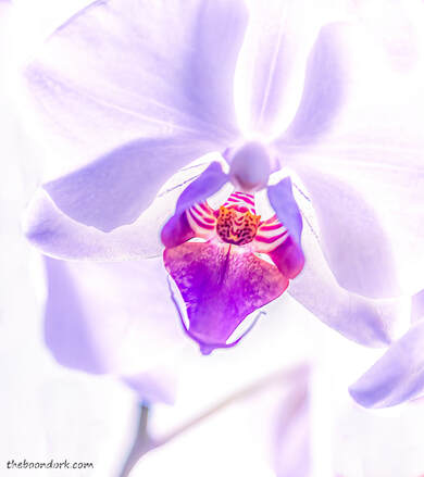 Orchid Picture