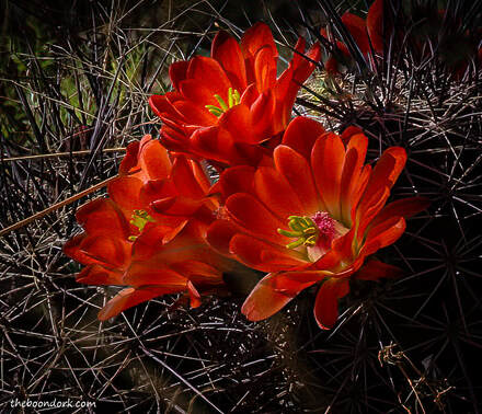 Cactus blossoms Picture