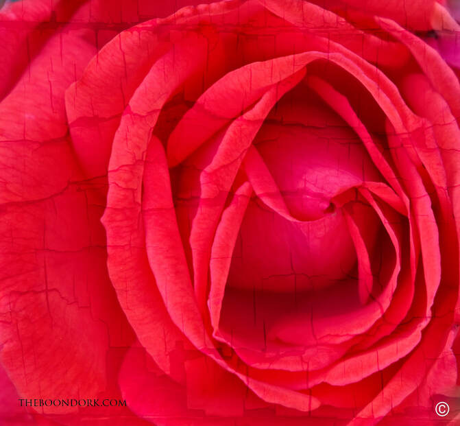 Cracked rose Picture