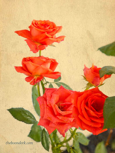 Rose bouquet Picture