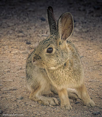 Bunny rabbit Picture