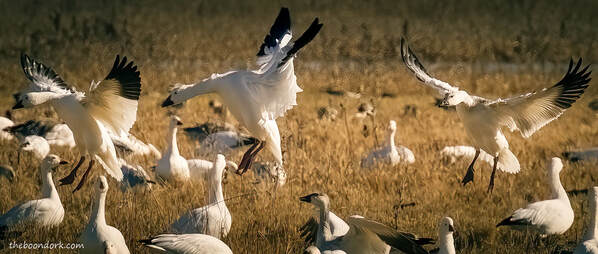 Snow geese Picture