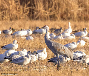 Snow geese and Sandhill cranes Picture