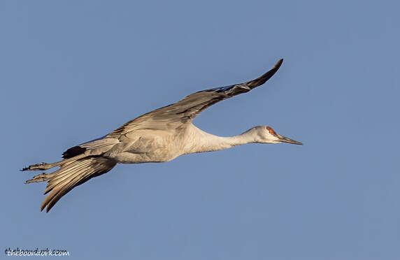 Sandhill Crane flying Picture