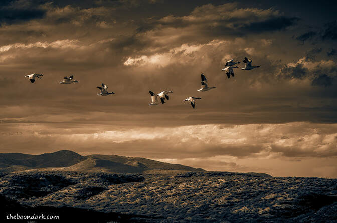 Snow geese snow geese Picture