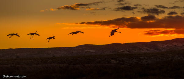 Sandhill cranes Bosque Del Apache Picture
