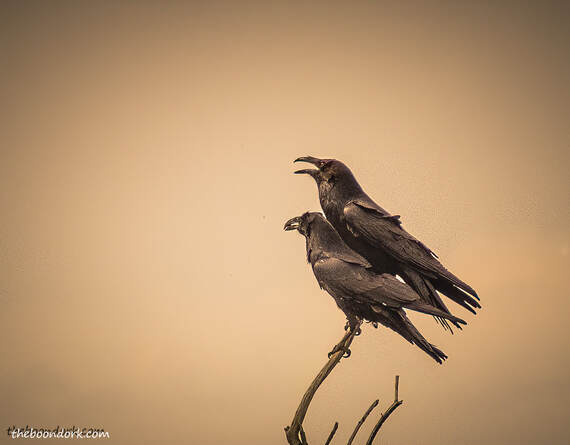 Crows Picture