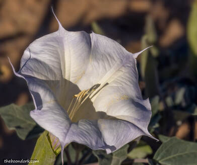 Elephant Butte state Park flower Picture