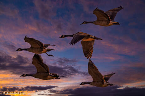 Flying geese and the sunset Picture