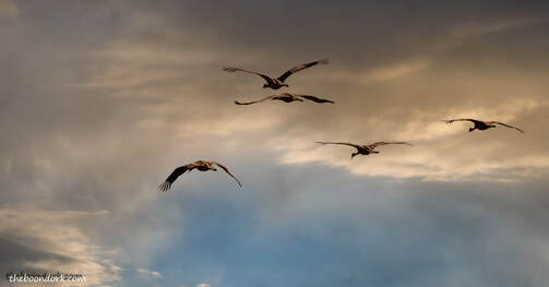 Sandhill cranes flying through the clouds Picture