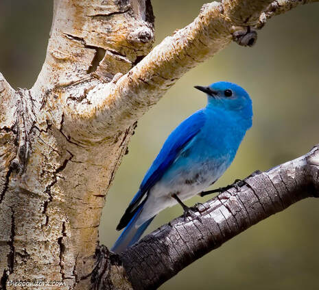 Bluebird Colorado Picture