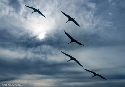 Sandhill cranes flying Picture