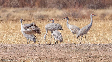 Sandhill cranes Bosque Del  Apache New Mexico Picture