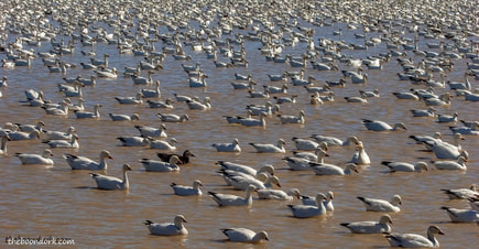 Snow geese at the Bosque Del Apache New Mexico  Picture