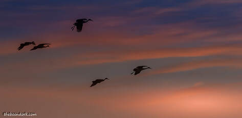 Sandhill cranes New Mexico  Picture