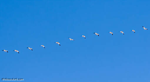 A line of snow geese New Mexico  Picture