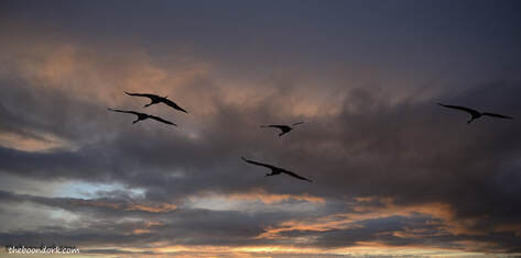 Flying Sandhill cranes Picture