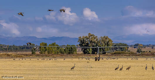 Sandhill cranes feeding in a farmers field Picture