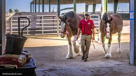 Budweiser Clydesdales Picture