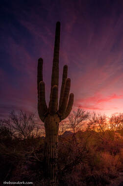 Saguaro cactus Arizona Picture
