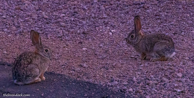 Desert bunnies Picture