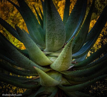Yucca plant at Boyce Thompson Park Picture