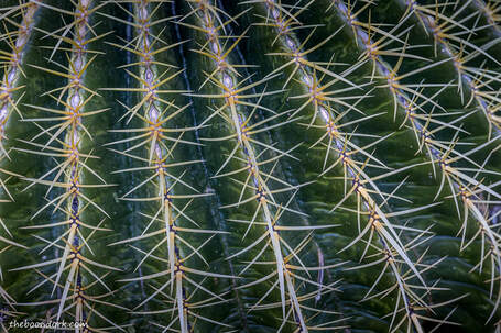 Barrel cactus Picture