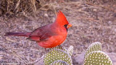 Cardinal Arizona Picture