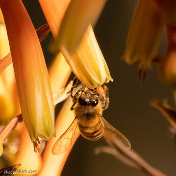 Honeybee Picture
