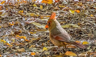 Bird in the leaves Picture