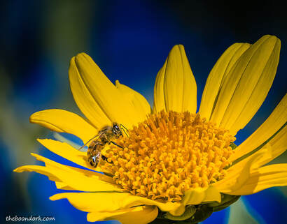Bee on a flower Picture