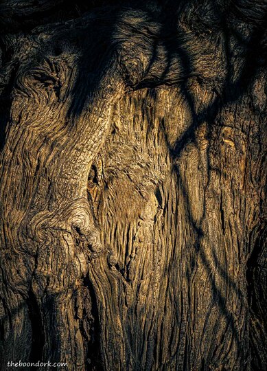 Ironwood tree Picture