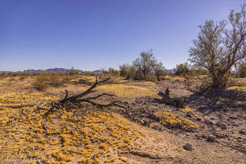 Desert Quartzsite Arizona Picture