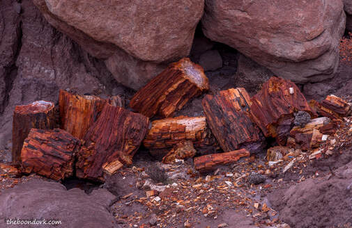 Petrified forest Picture