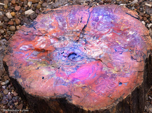 Colorful petrified tree Picture