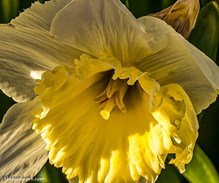 DaffodilPicture