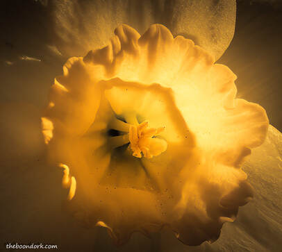 Daffodilicture