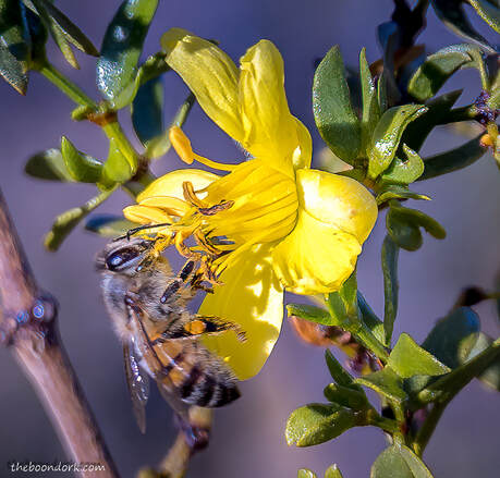 Arizona honeybee Picture