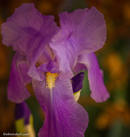 Purple flower Picture