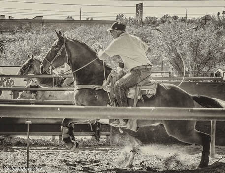 Team roping Picture