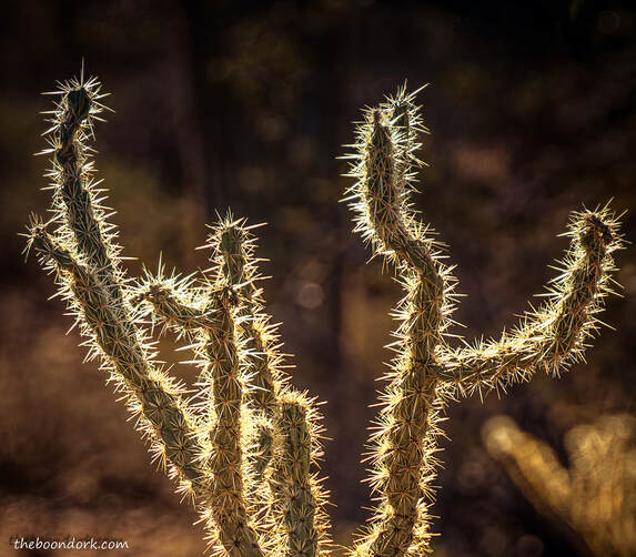 Rope Cactus Picture