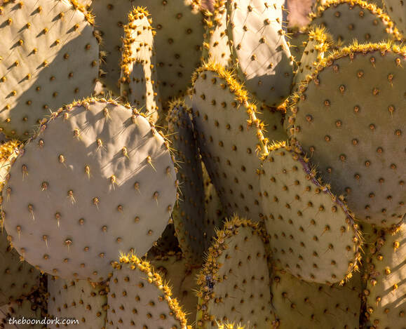 Prickly pear cactus Picture