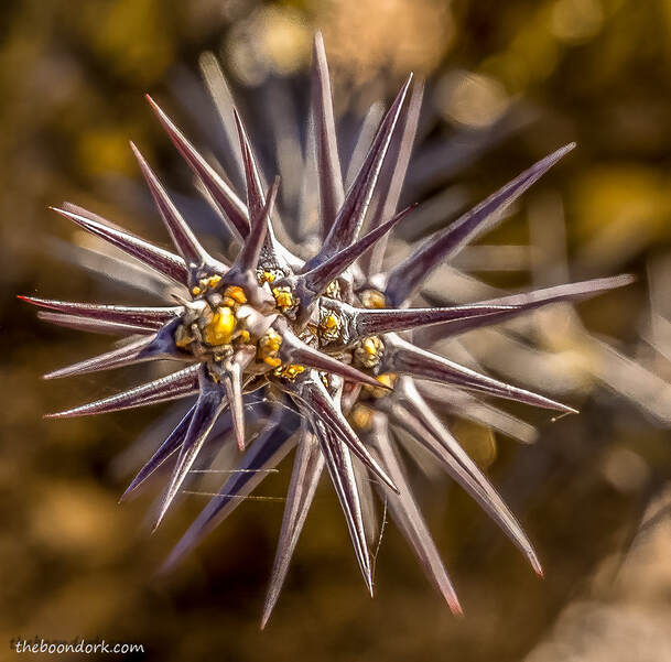 Ocotillo Cactus Picture