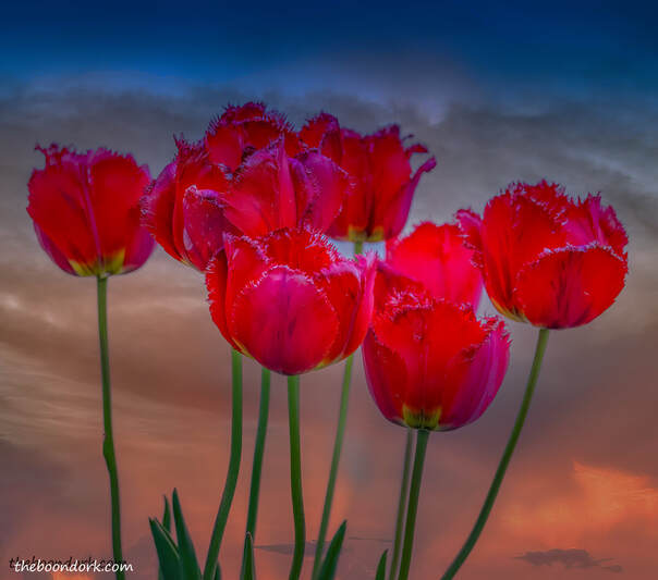 tulips in the sunsetPicture