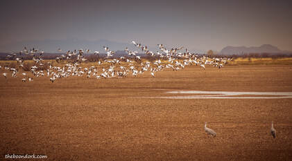 Snow geese Arizona Picture